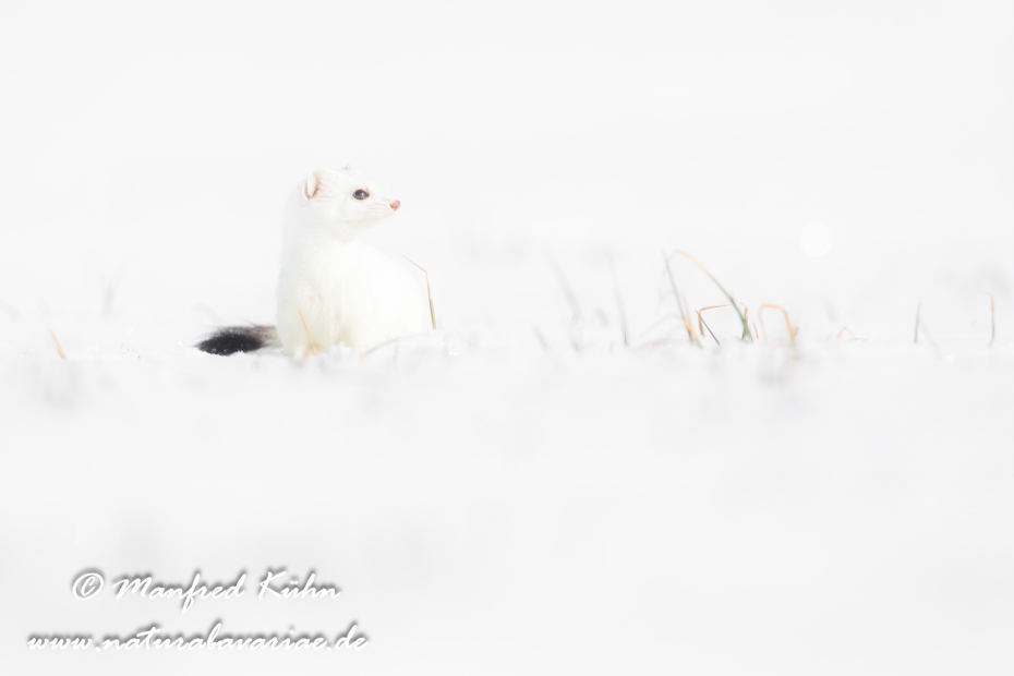 Hermelin ()_0196