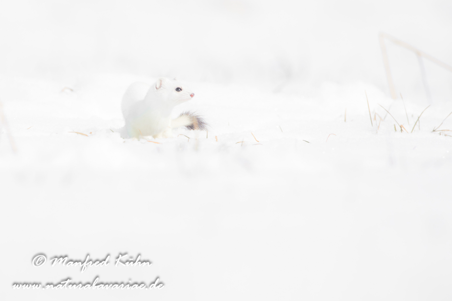 Hermelin ()_0201