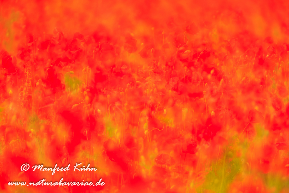 Mohn (Klatschmohn)_0020