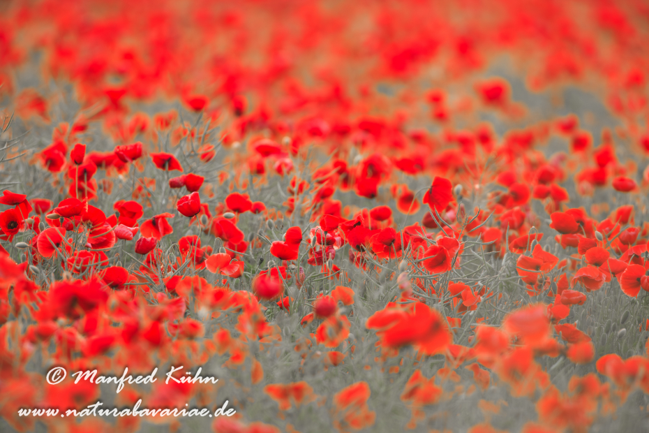 Mohn (Klatschmohn)_0032
