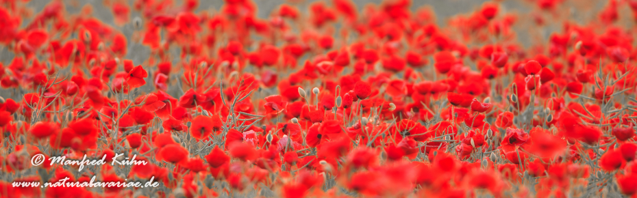 Mohn (Klatschmohn)_0033