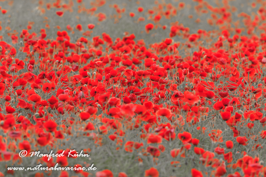 Mohn (Klatschmohn)_0034