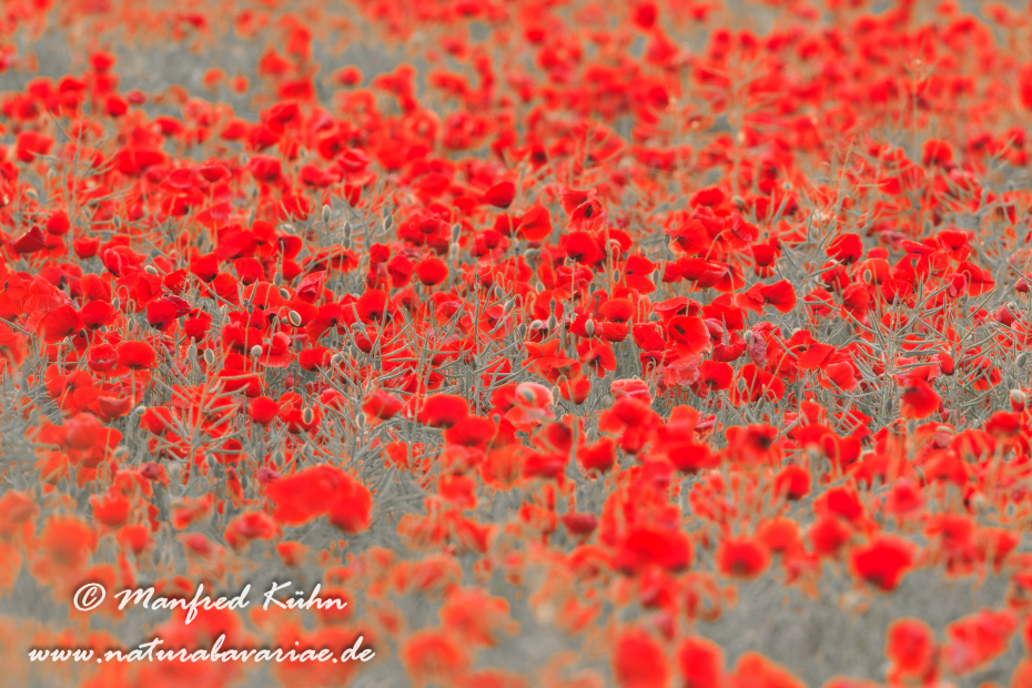 Mohn (Klatschmohn)_0035