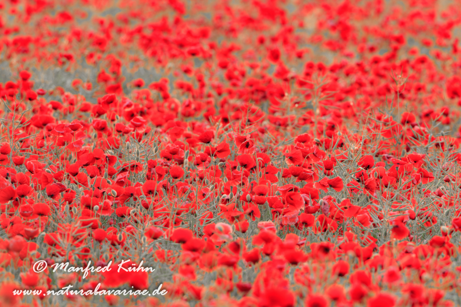 Mohn (Klatschmohn)_0036