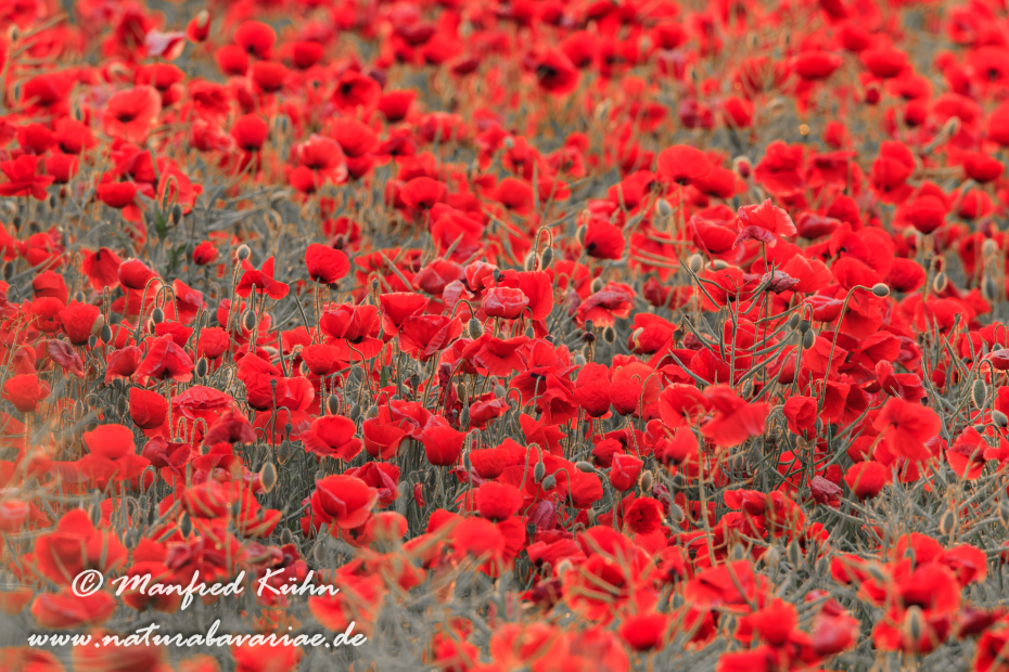 Mohn (Klatschmohn)_0037