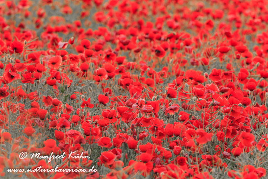 Mohn (Klatschmohn)_0038