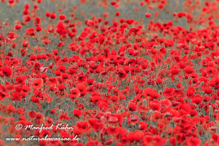 Mohn (Klatschmohn)_0039