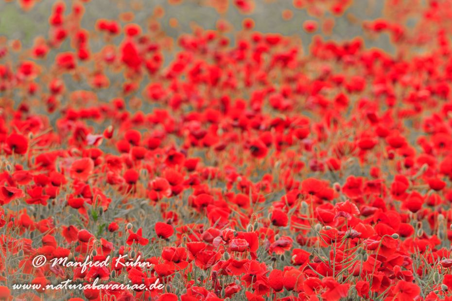 Mohn (Klatschmohn)_0040