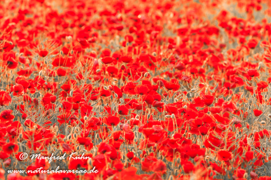 Mohn (Klatschmohn)_0041