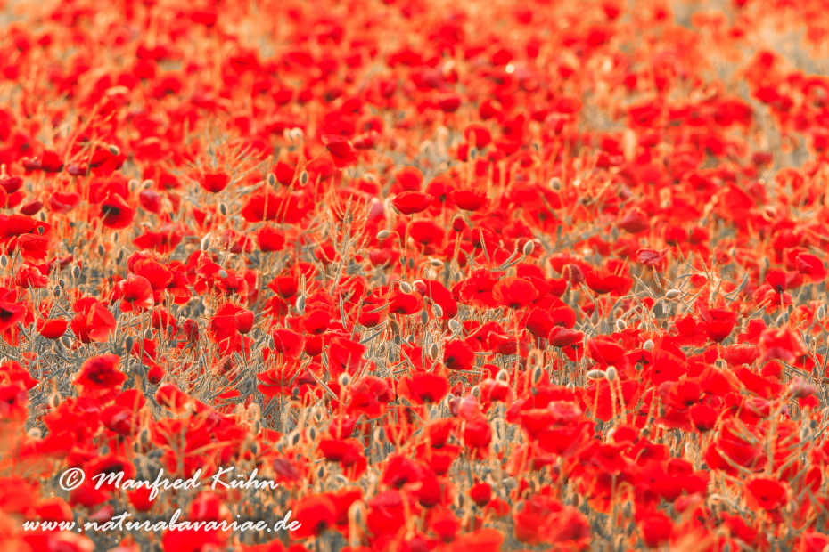 Mohn (Klatschmohn)_0042