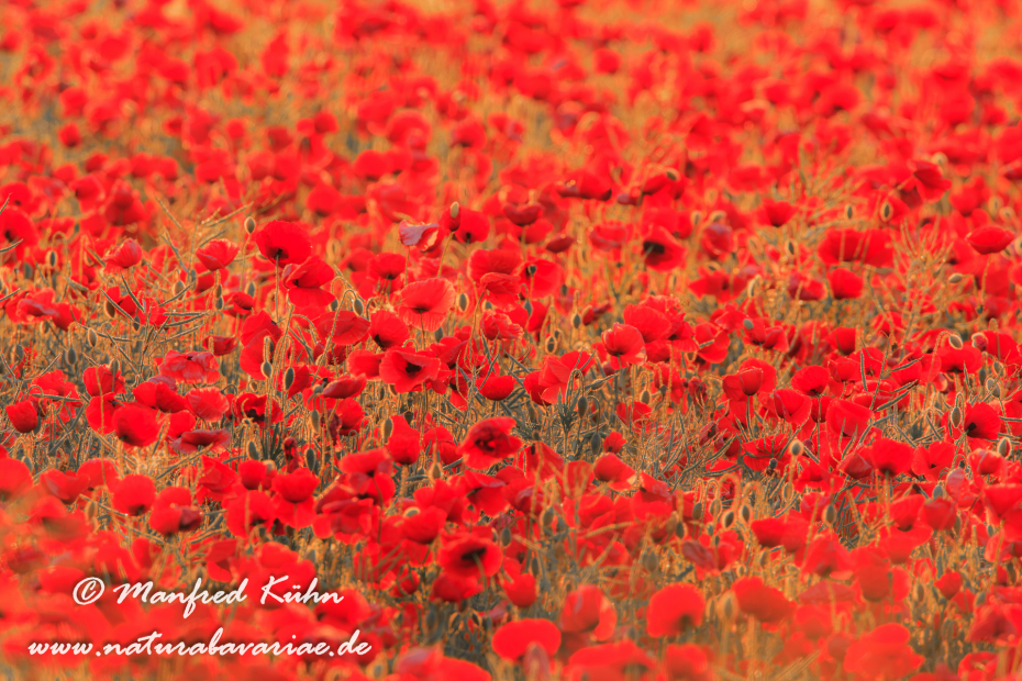 Mohn (Klatschmohn)_0043