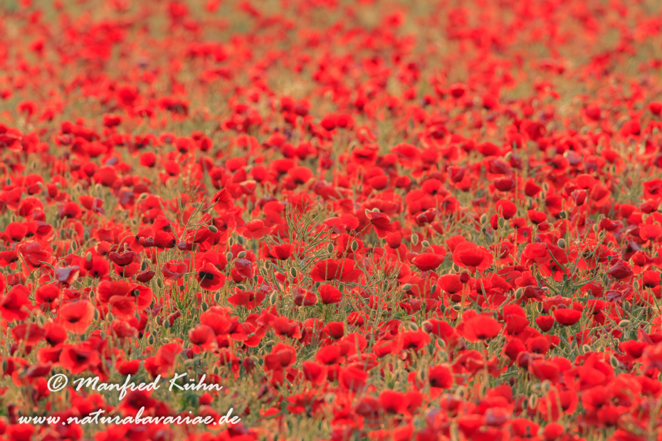 Mohn (Klatschmohn)_0045