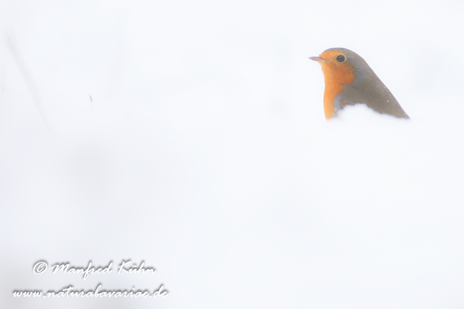Rotkehlchen ()_0098