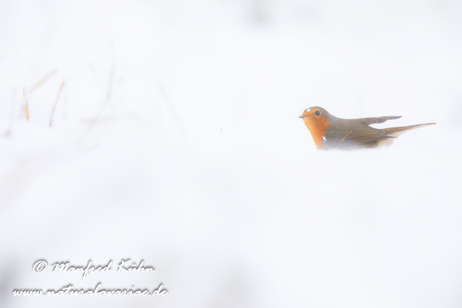 Rotkehlchen ()_0101