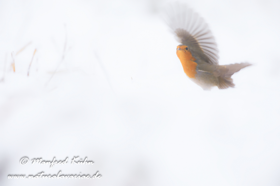 Rotkehlchen ()_0102