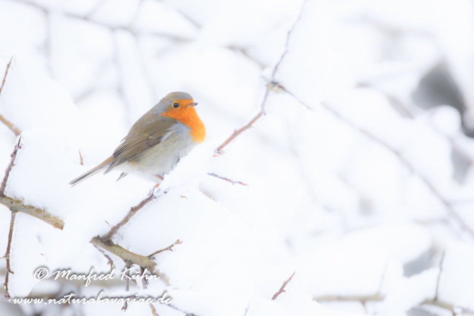 Rotkehlchen ()_0103