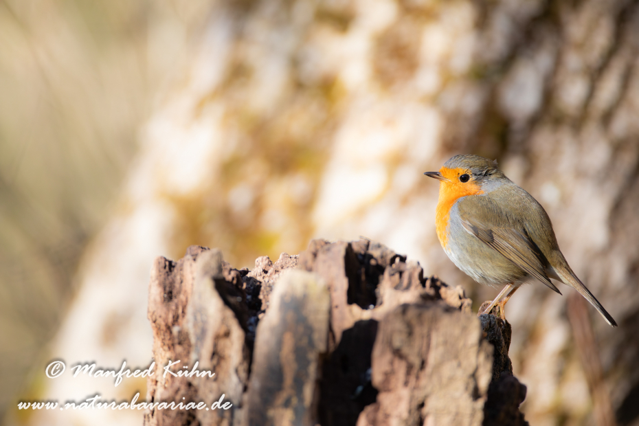 Rotkehlchen ()_0096