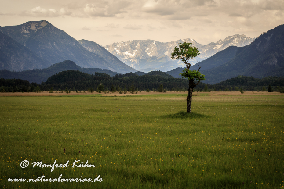 Murnauer Moos (BAY_LKR_GAP)_0023