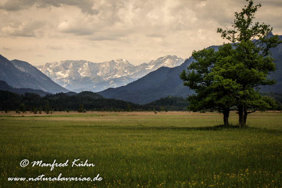 Murnauer Moos (BAY_LKR_GAP)_0025