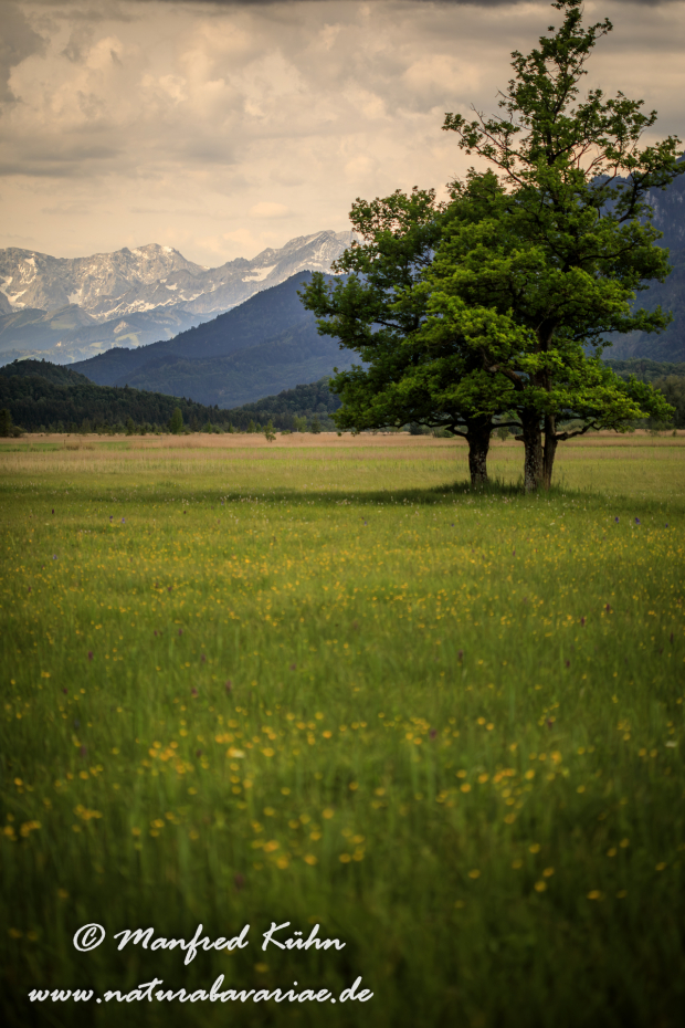 Murnauer Moos (BAY_LKR_GAP)_0028