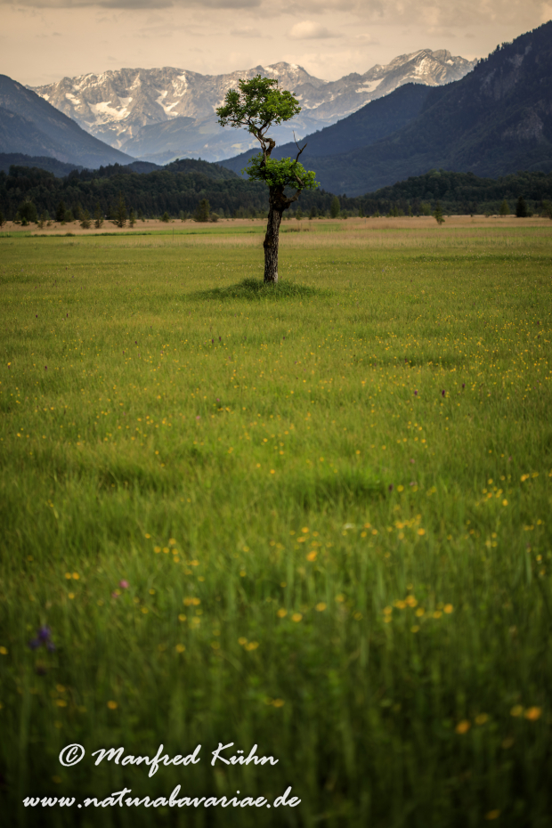 Murnauer Moos (BAY_LKR_GAP)_0032