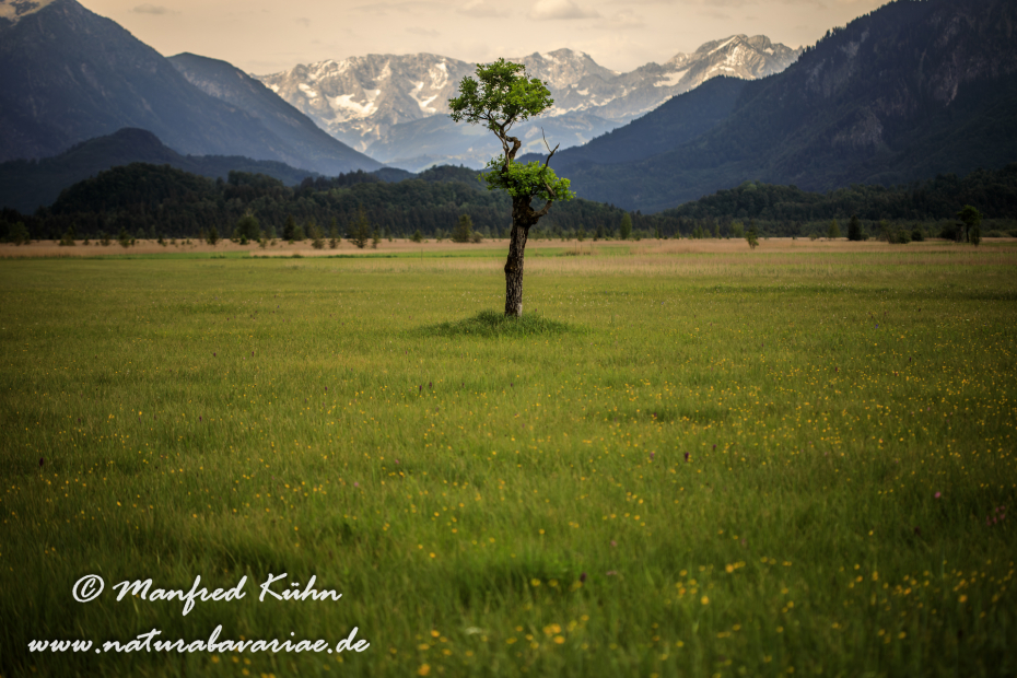 Murnauer Moos (BAY_LKR_GAP)_0033