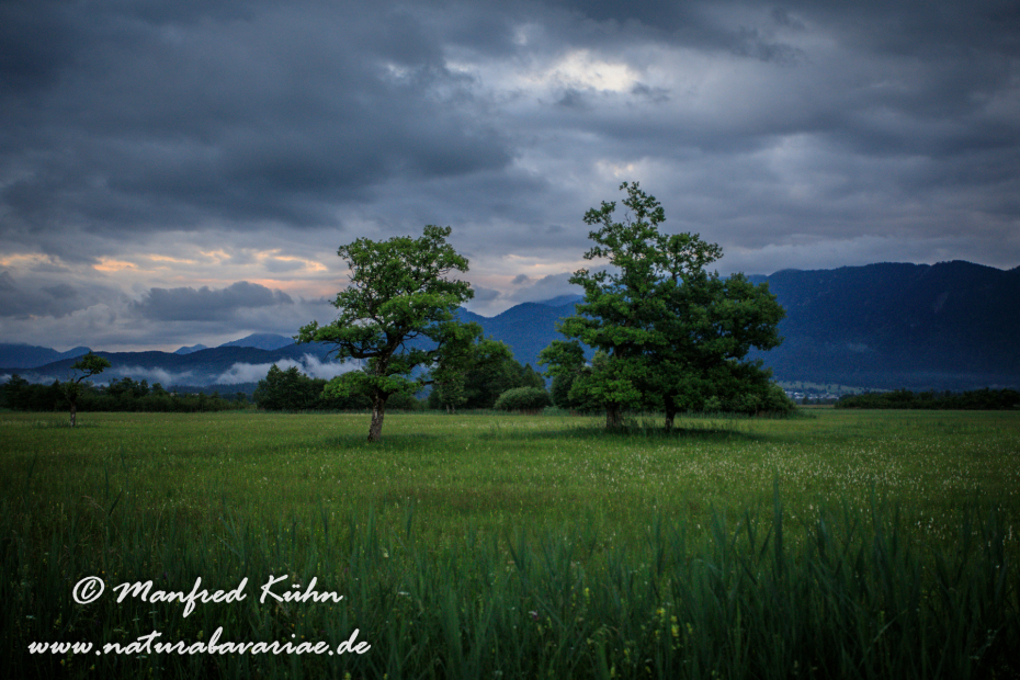 Murnauer Moos (BAY_LKR_GAP)_0052