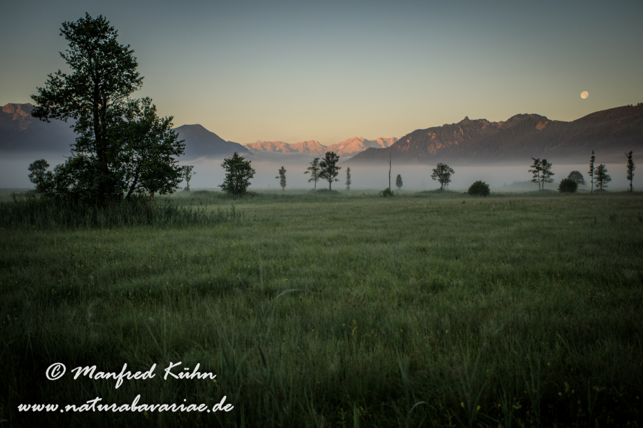 Murnauer Moos (BAY_LKR_GAP)_0060