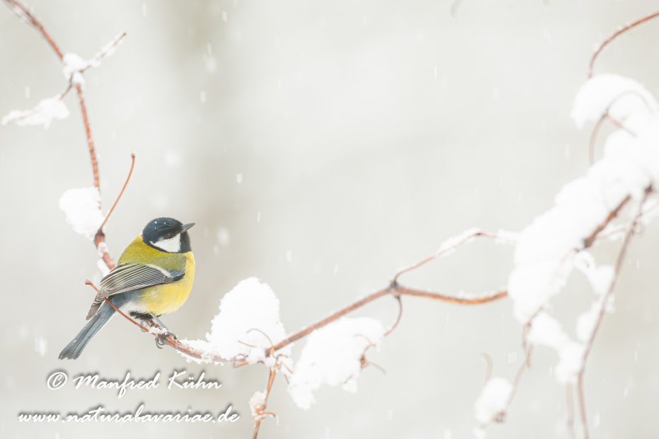 Kohlmeise ()_0020
