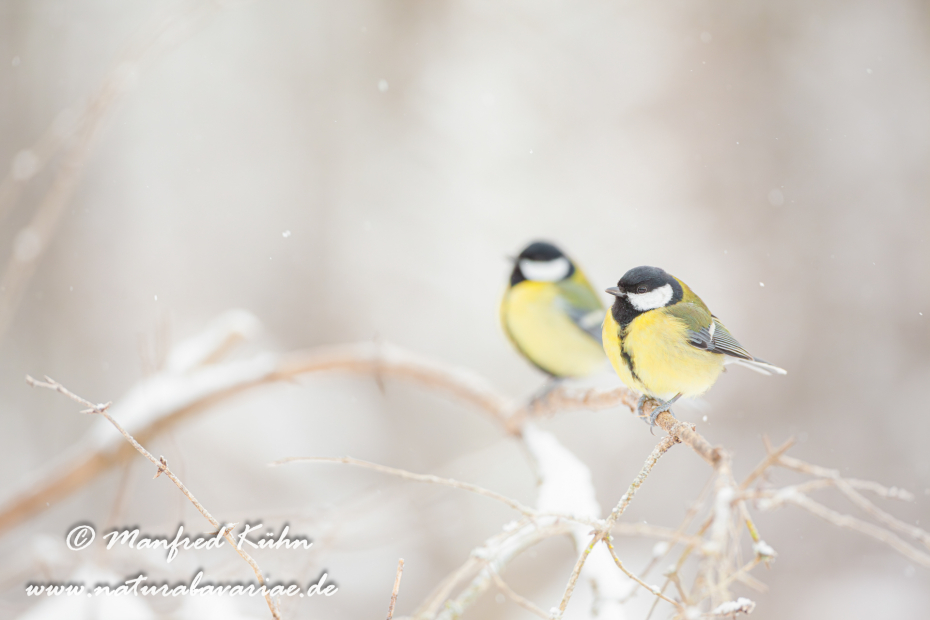 Kohlmeise ()_0023