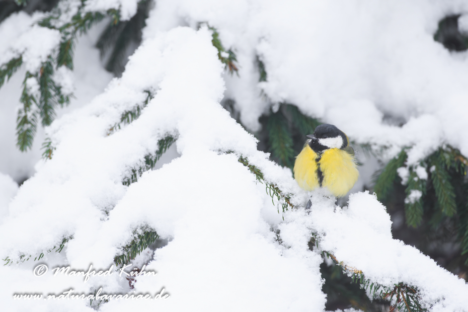 Kohlmeise ()_0024