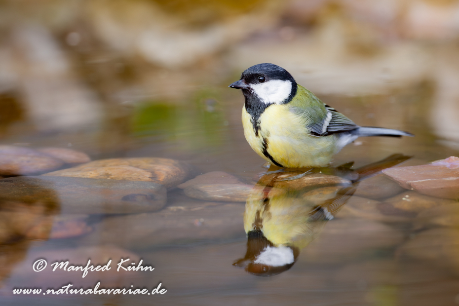 Kohlmeise ()_0038