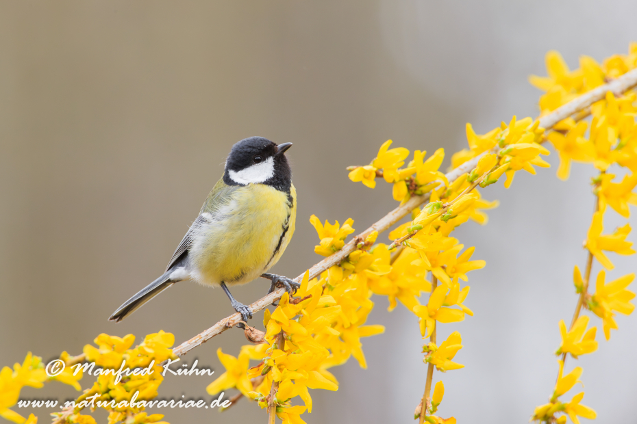 Kohlmeise ()_0047