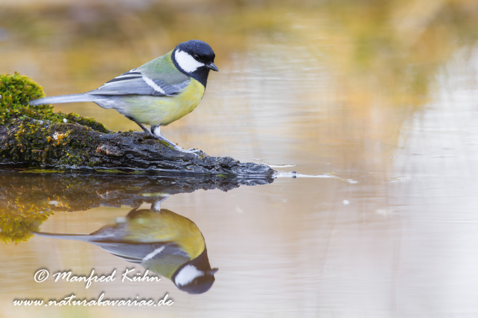 Kohlmeise ()_0048