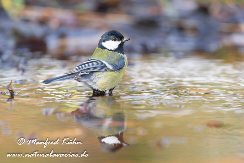 Kohlmeise ()_0062