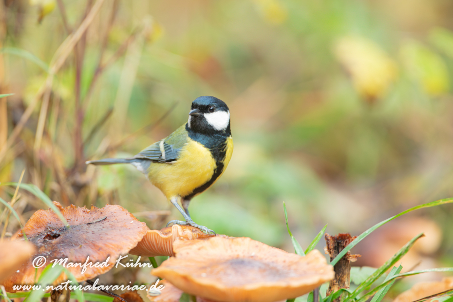 Kohlmeise ()_0076