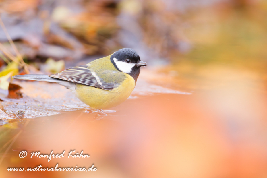 Kohlmeise ()_0082