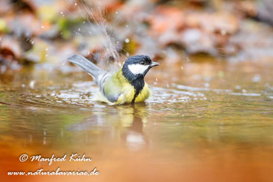 Kohlmeise ()_0085