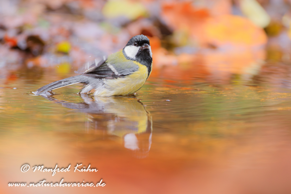 Kohlmeise ()_0089