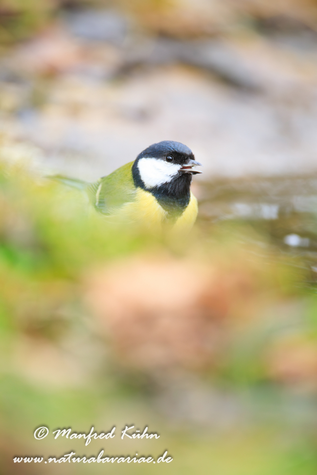 Kohlmeise ()_0100