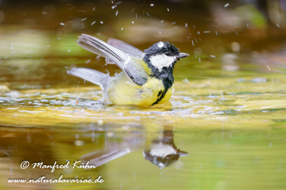 Kohlmeise ()_0102