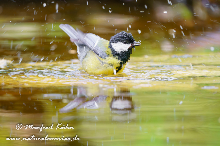 Kohlmeise ()_0104