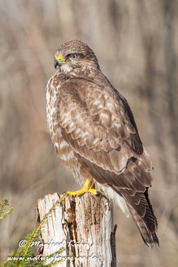 Mäusebussard ()_0008