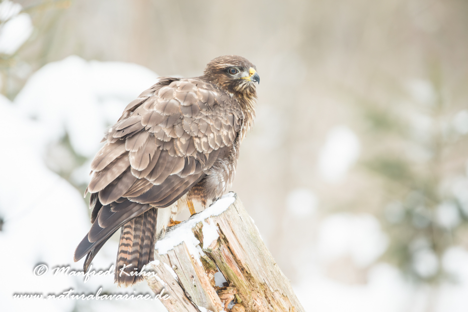 Mäusebussard ()_0035
