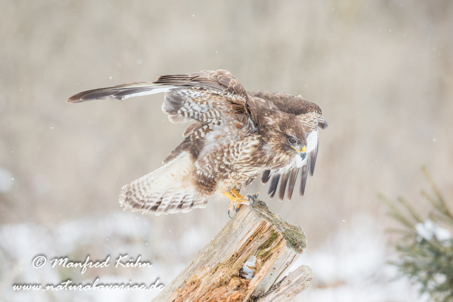 Mäusebussard ()_0041