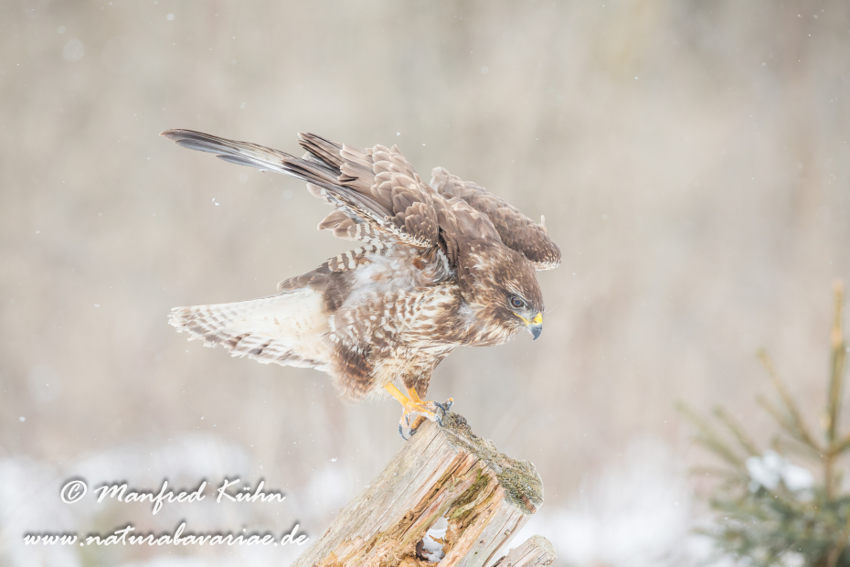 Mäusebussard ()_0042
