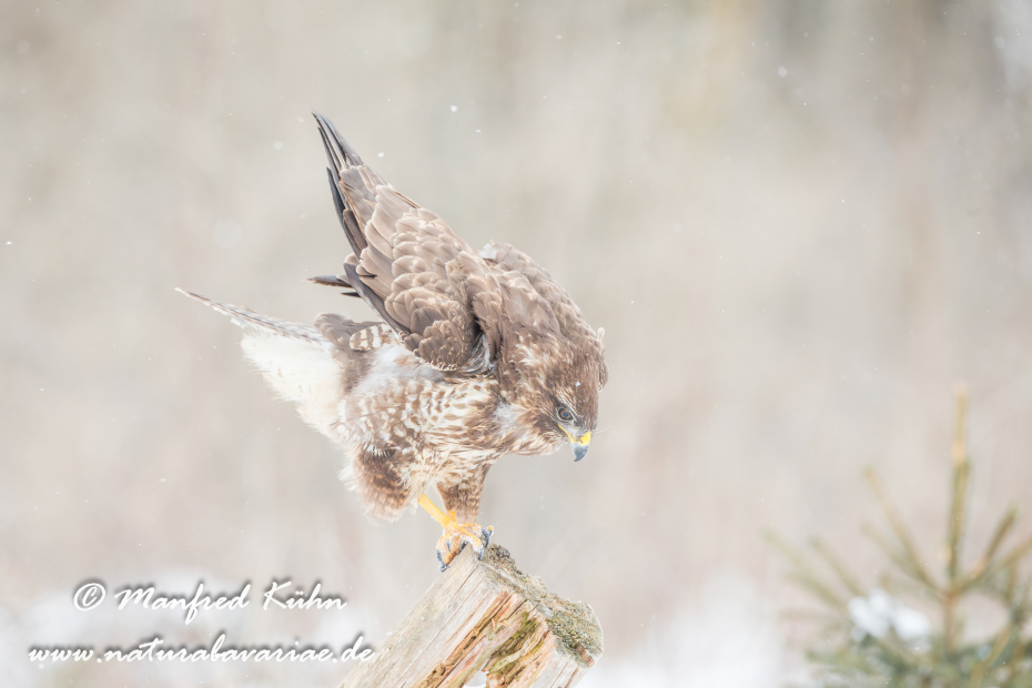 Mäusebussard ()_0044