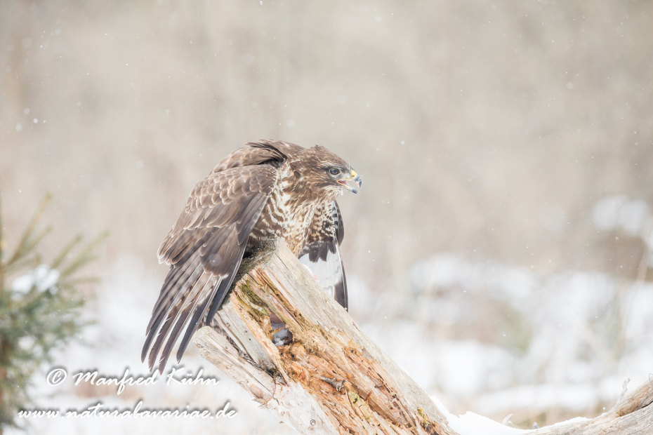 Mäusebussard ()_0047