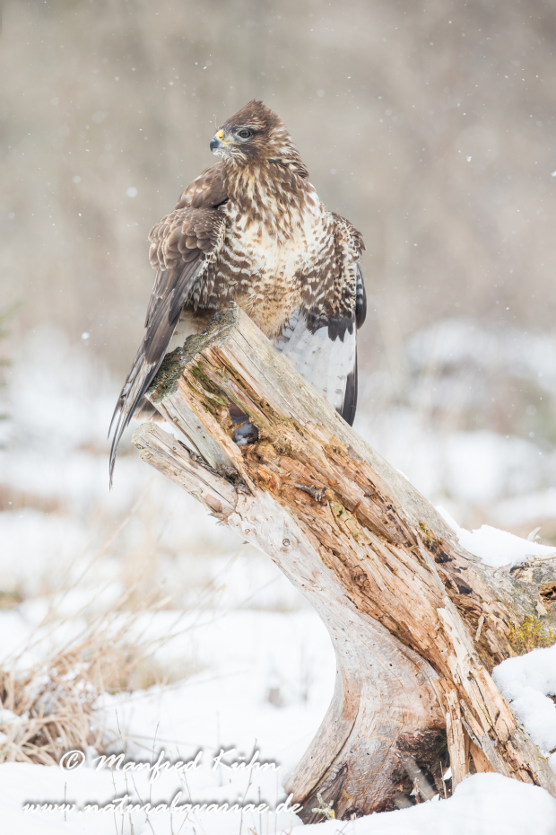Mäusebussard ()_0057