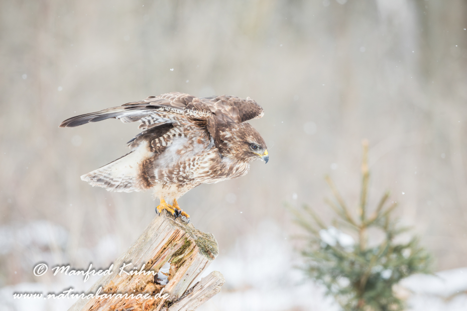 Mäusebussard ()_0061